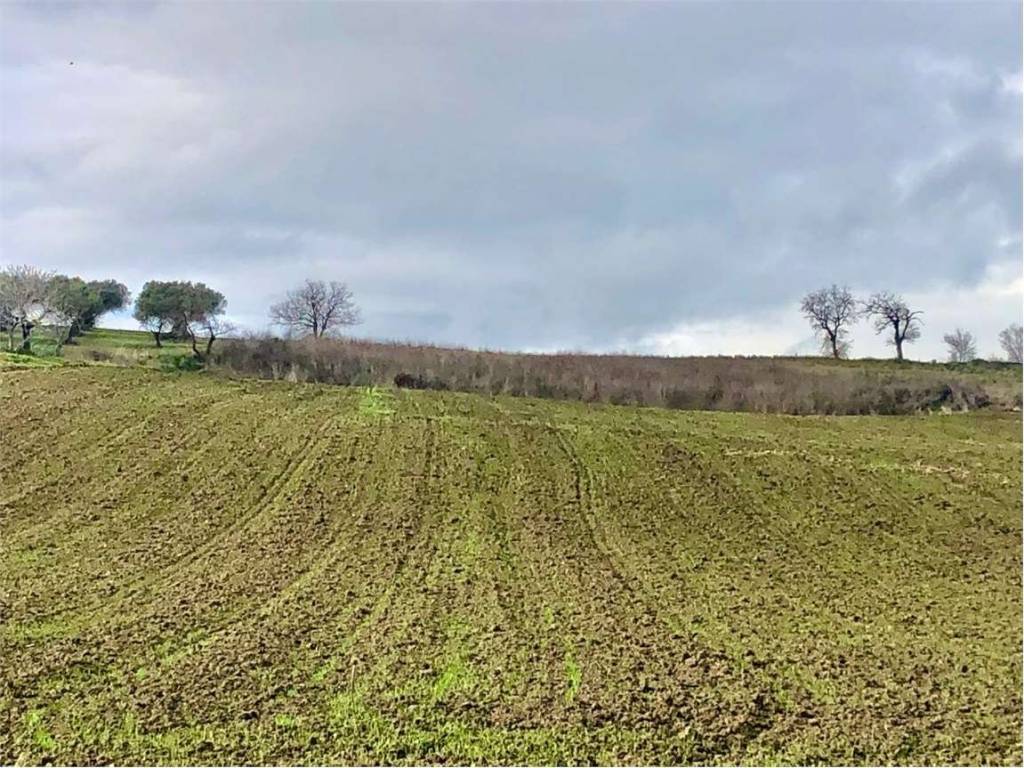 Terreno a Guglionesi in Contrada Monte Antico - Foto 4