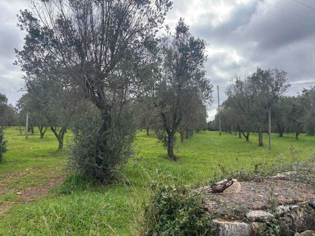 Terreno a Ceglie messapica in SP24 - Foto 3
