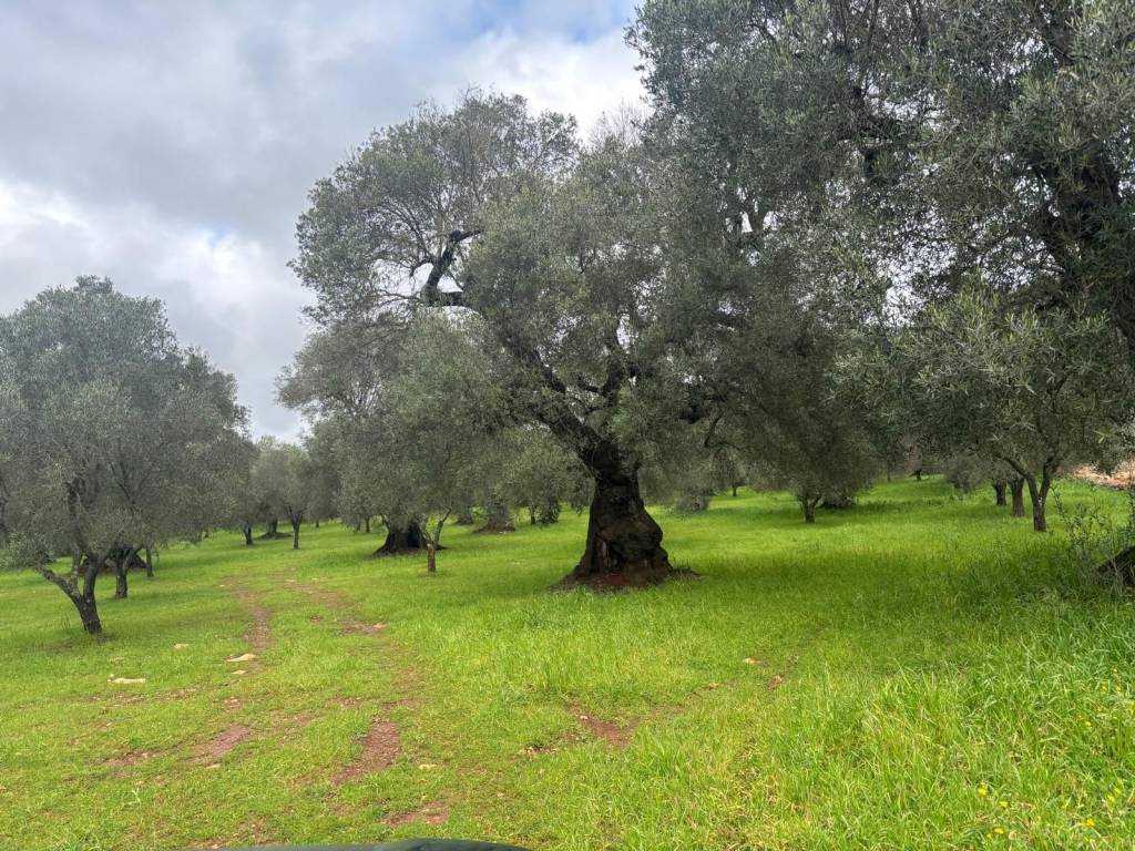 Terreno a Ceglie messapica in SP24 - Foto 5