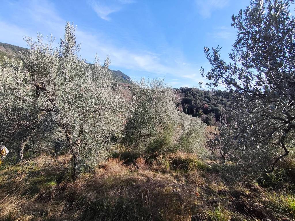 Terreno a Terni in Vocabolo Poggio Azzuano - Foto 3