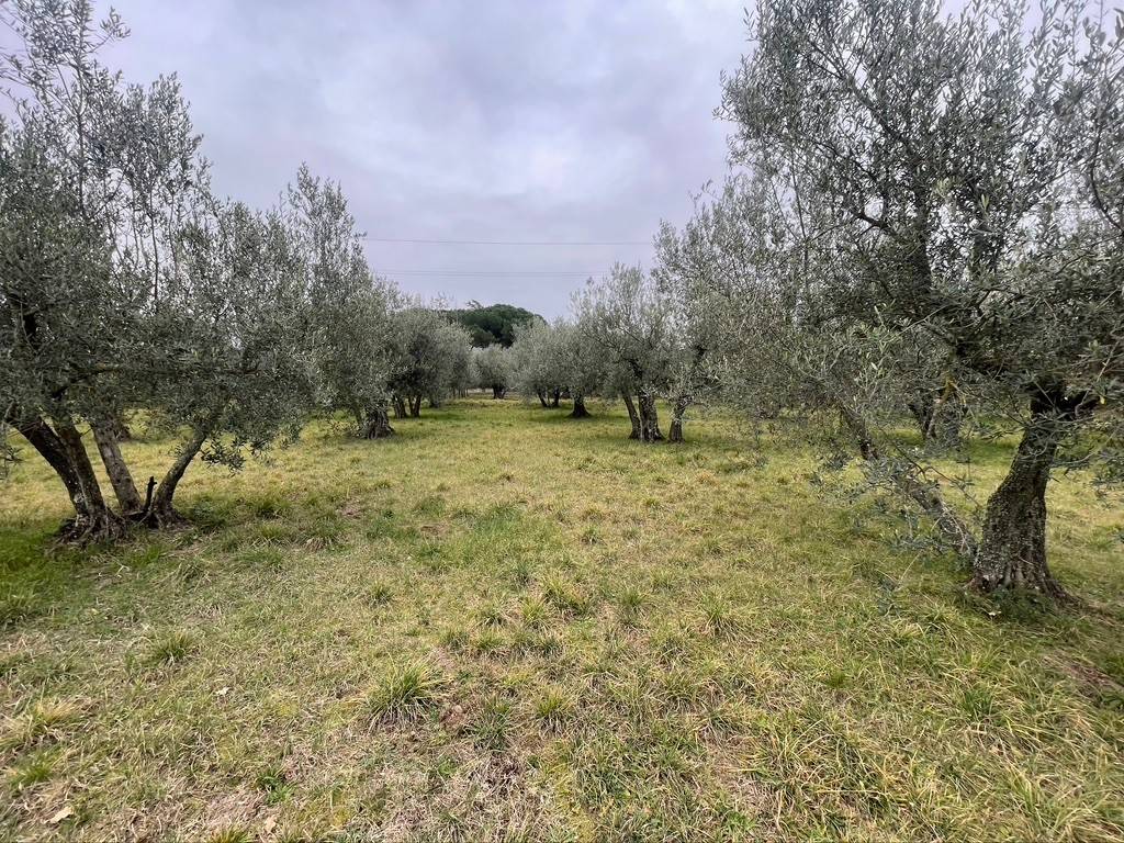 Terreno a Viterbo - Foto 5