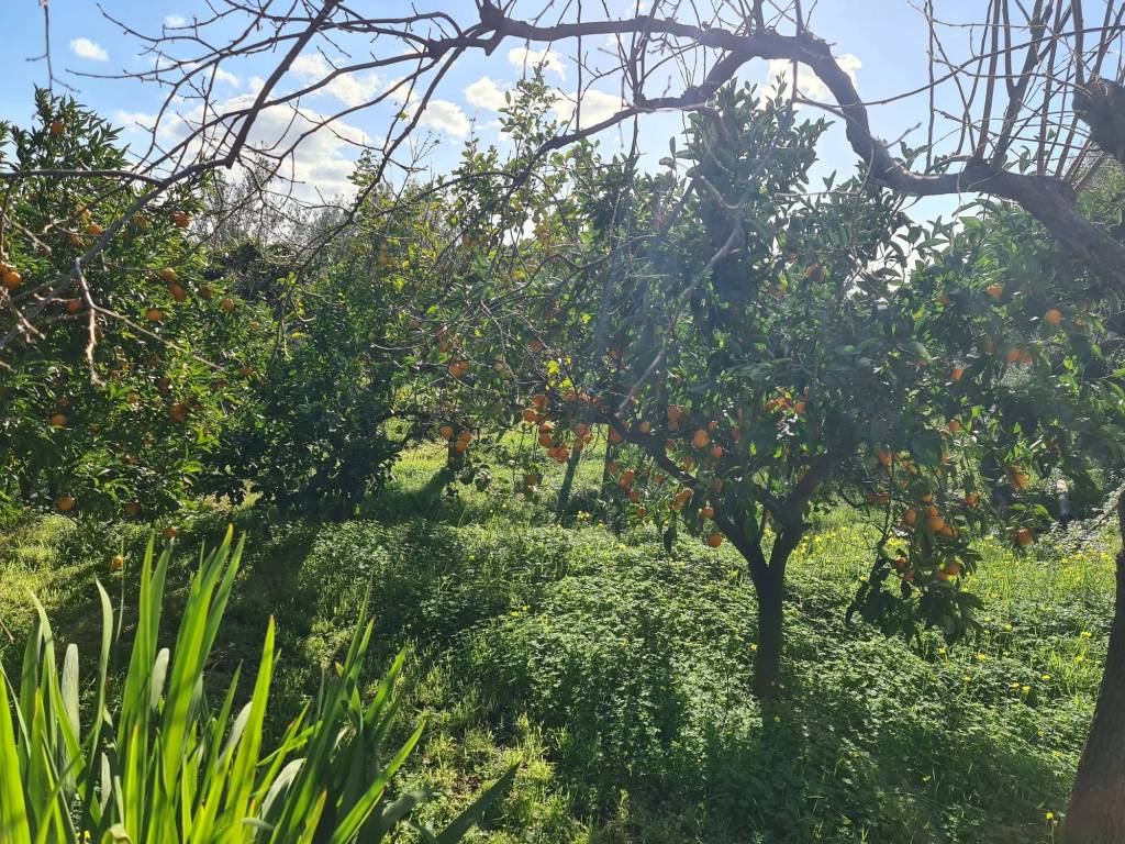Terreno a Santa venerina in Via Fichera - Foto 4