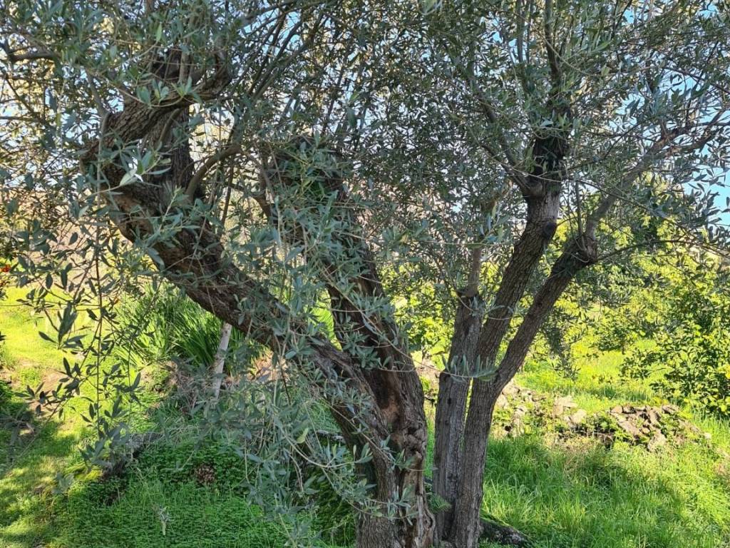 Terreno a Santa venerina in Via Fichera - Foto 5