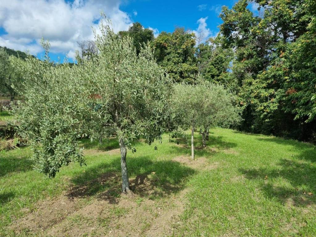 Terreno a Mascali in strada provinciale nunziata puntalazzo - Foto 3