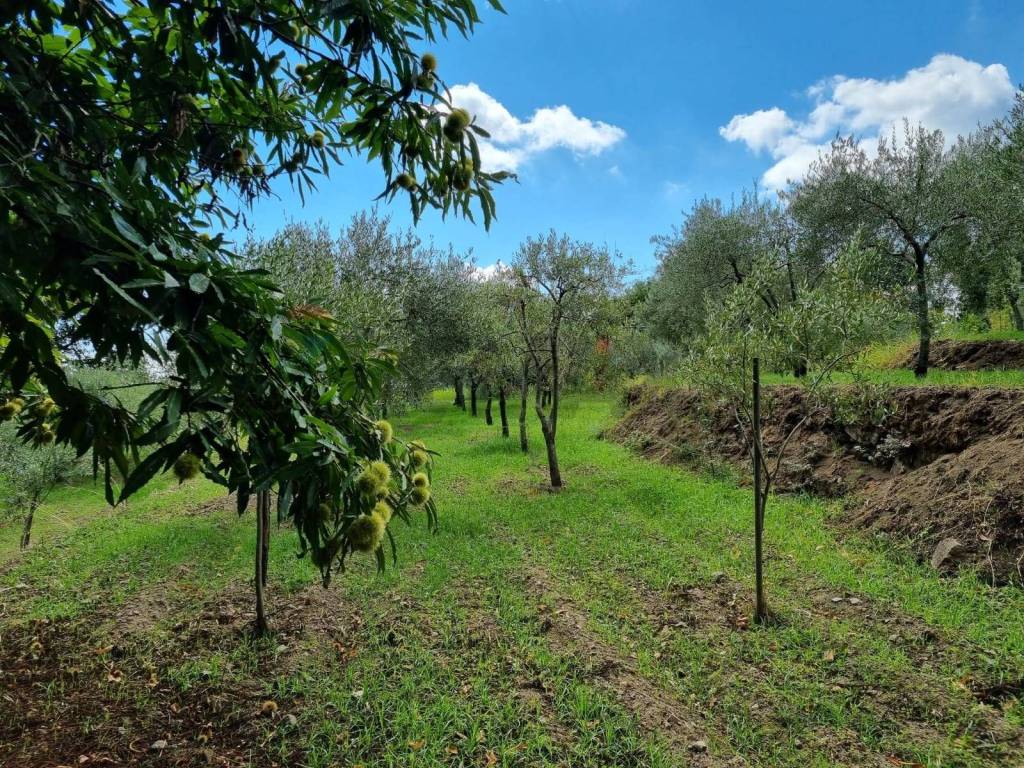 Terreno a Mascali in strada provinciale nunziata puntalazzo - Foto 5