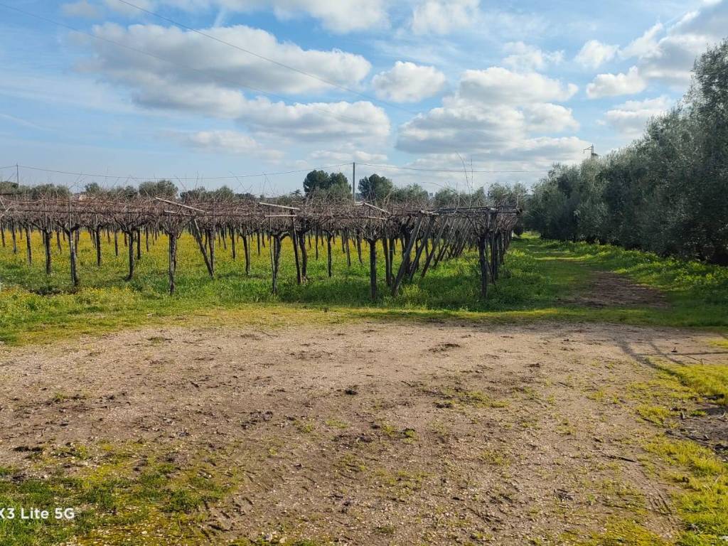 Terreno a Corato in Strada Esterna Boccotero - Foto 5