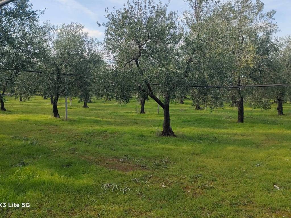 Terreno a Corato in Via Castel del Monte - Foto 3