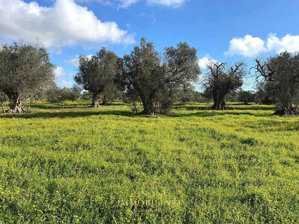 Terreno a Sannicola - Foto 4