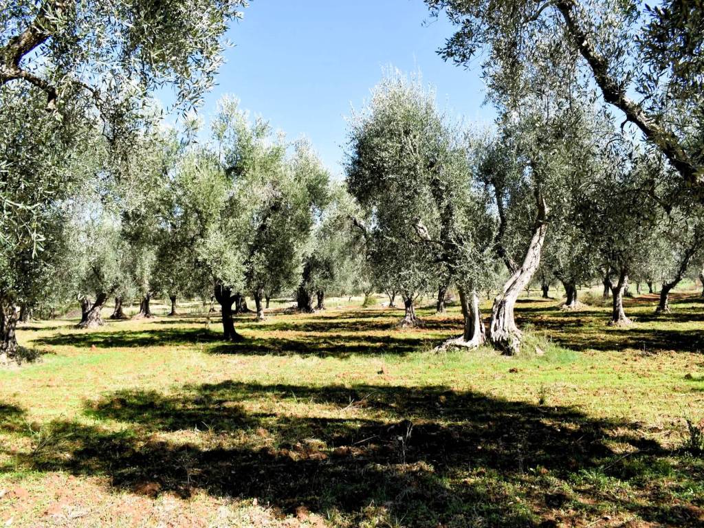 Terreno a Carpino in Strada Vicinale Piscinacchio - Foto 2
