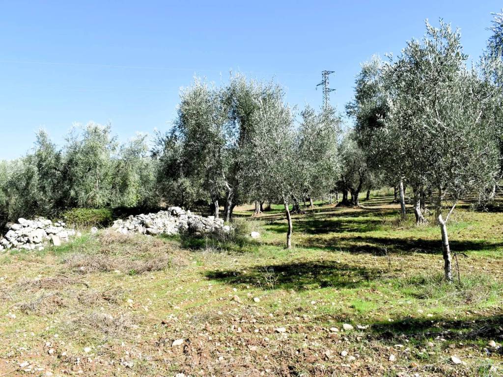 Terreno a Carpino in Strada Vicinale Piscinacchio - Foto 3
