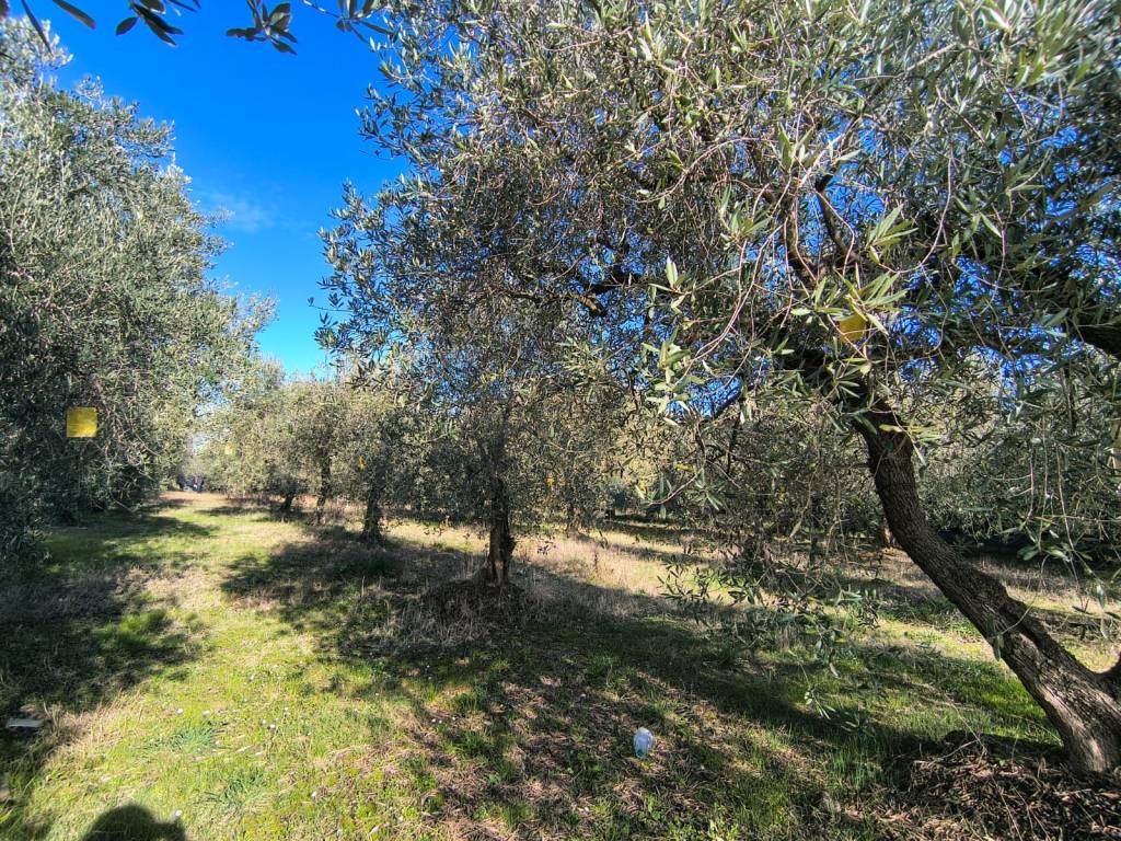 Terreno a Porto sant'elpidio in Via Pescolla - Foto 2