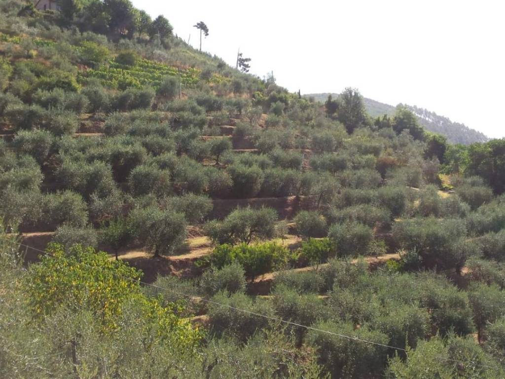 Terreno a Capannori - Foto 3