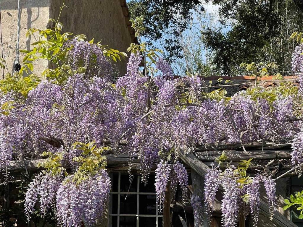 Rustico / casale a Montescudaio - Foto 4