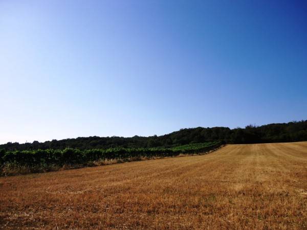 Rustico / casale a Scansano - Foto 4