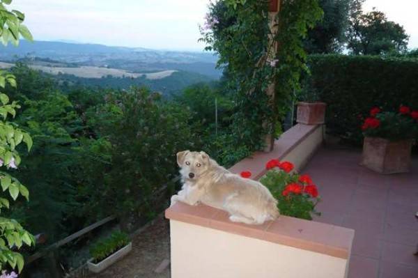 Rustico / casale a Scansano - Foto 3