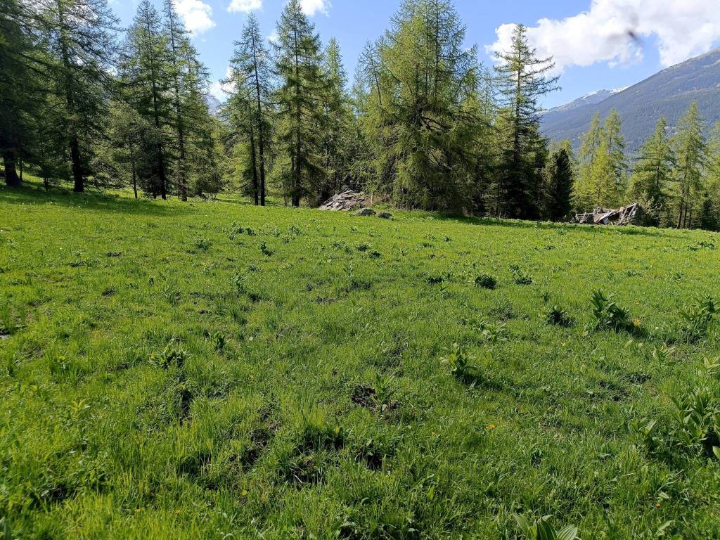 Rustico / casale a Sampeyre in Borgata Te Nou, snc - Foto 4