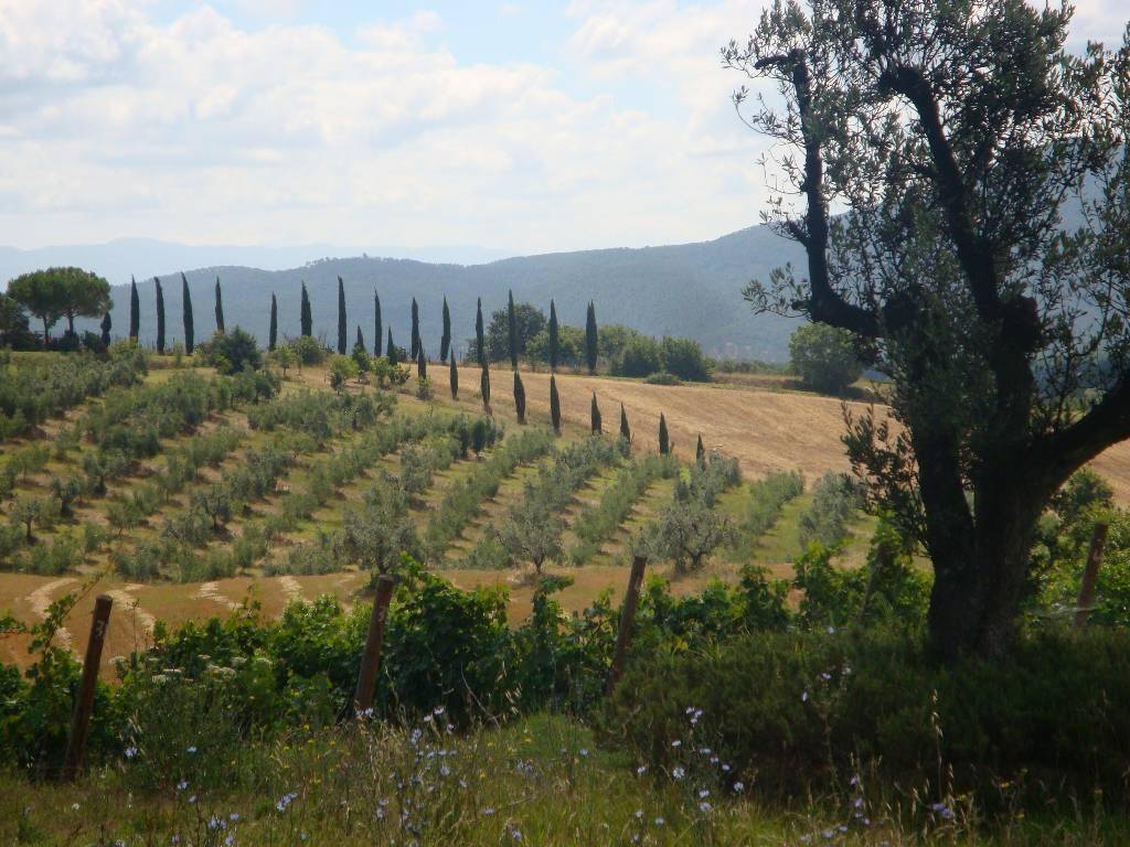 Immobile a Roccastrada - Foto 4