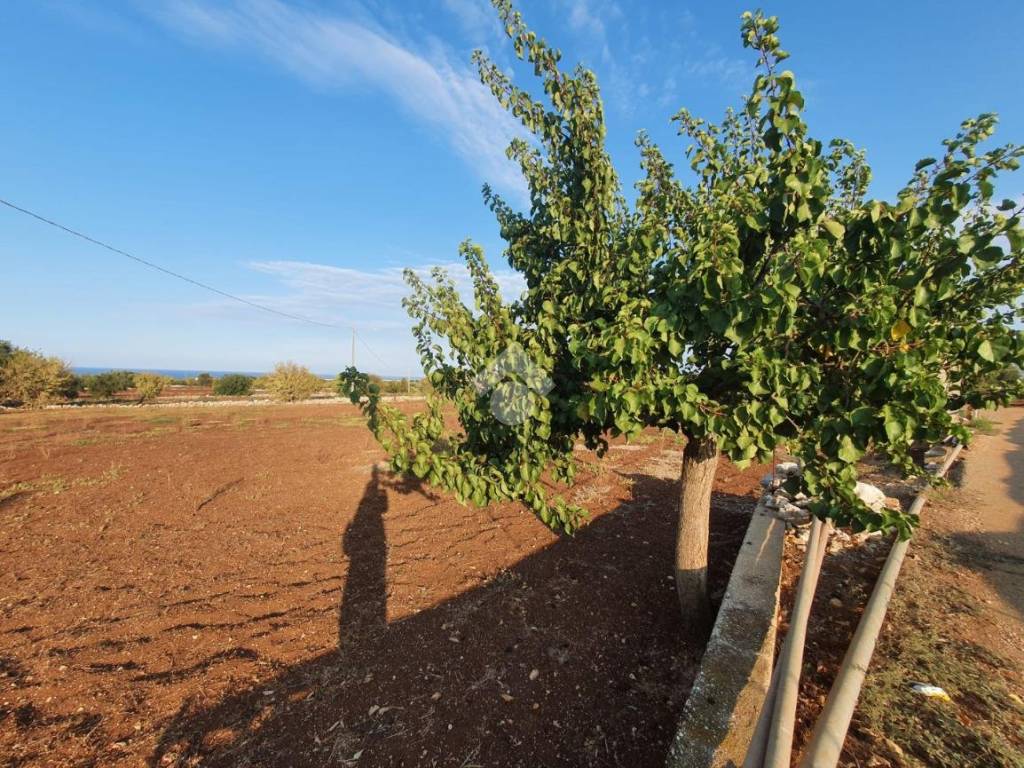Terreno a Polignano a mare in contrada macchia bruciata - Foto 2