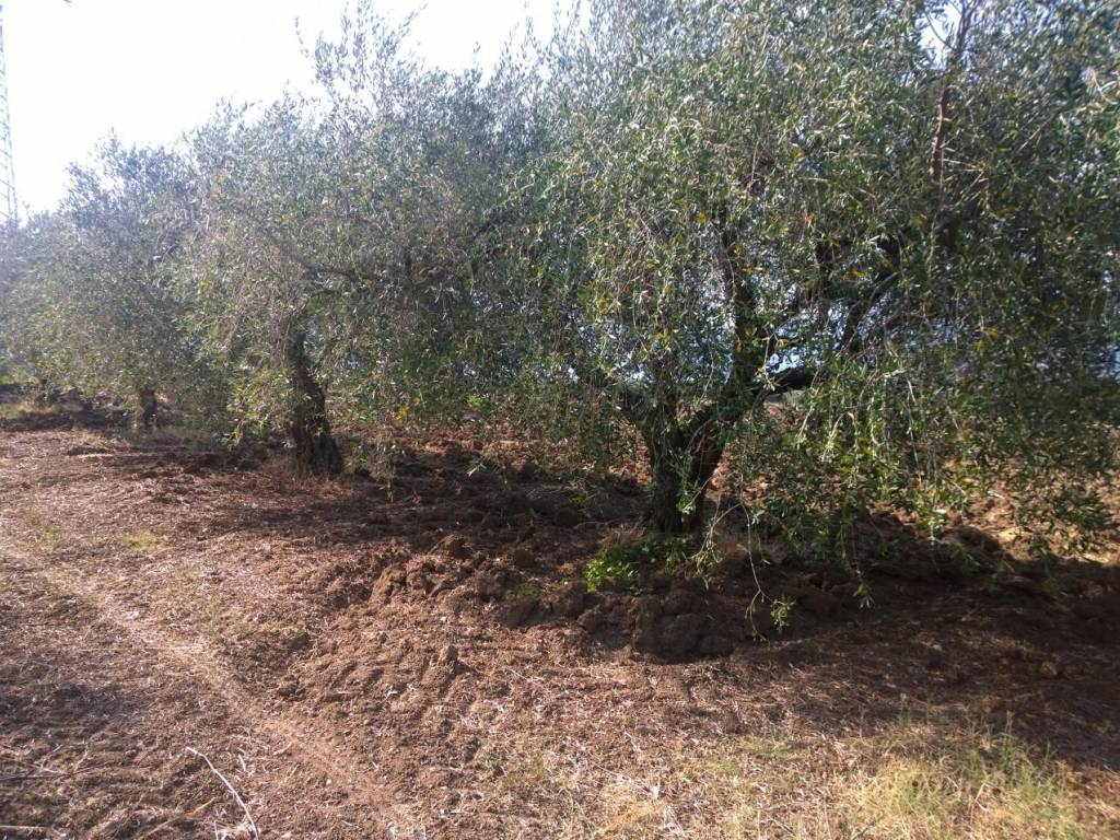 Terreno a Serre in Contrada Pagliarone - Foto 2