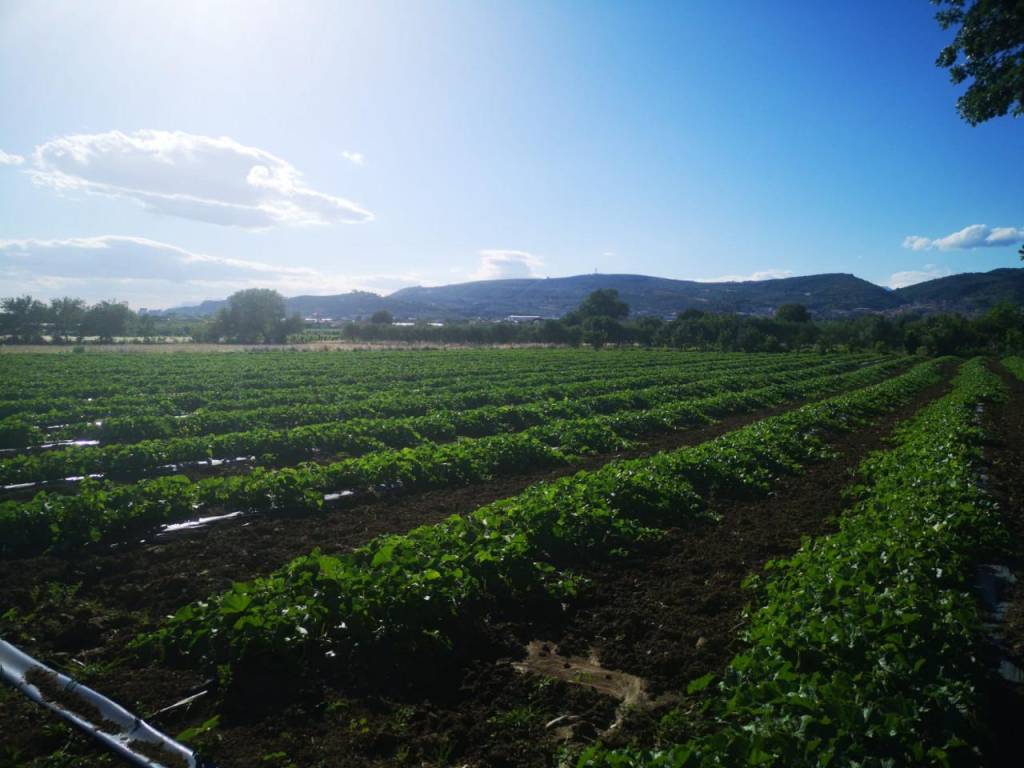 Terreno a Eboli in via acqua dei pioppi - Foto 2