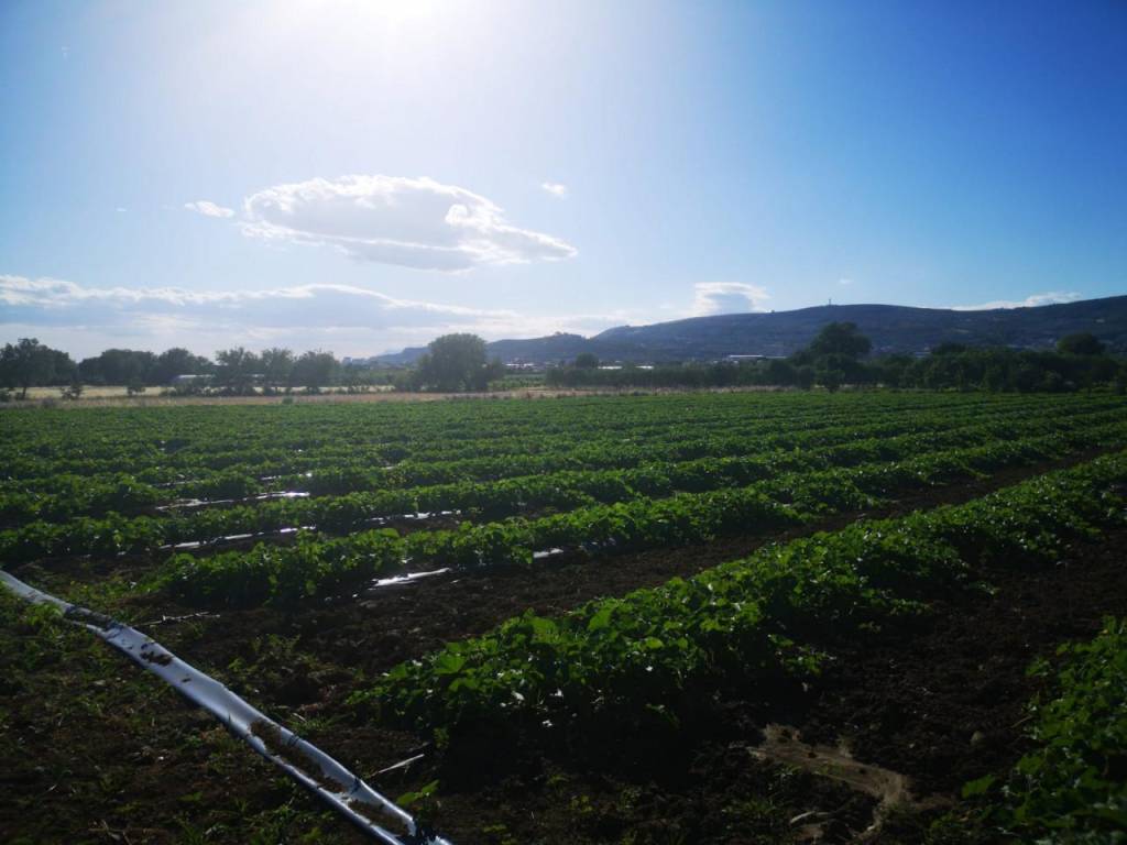 Terreno a Eboli in via acqua dei pioppi - Foto 3