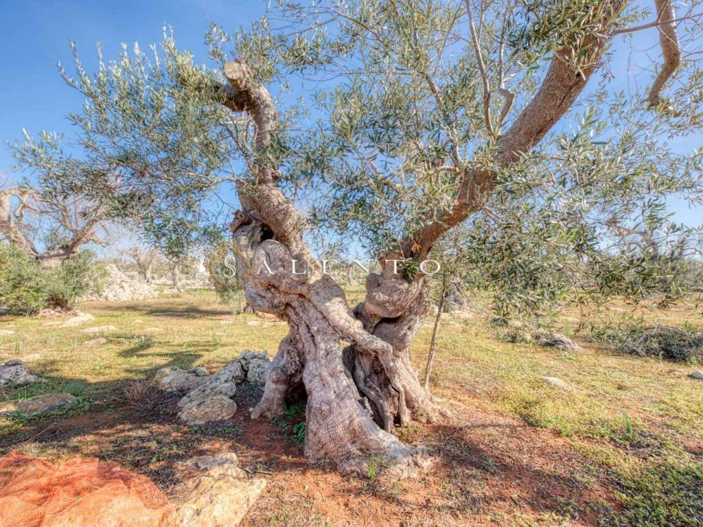 Terreno a Castrignano del capo in Strada Provinciale Presicce Morciano Gagliano del Capo - Foto 4