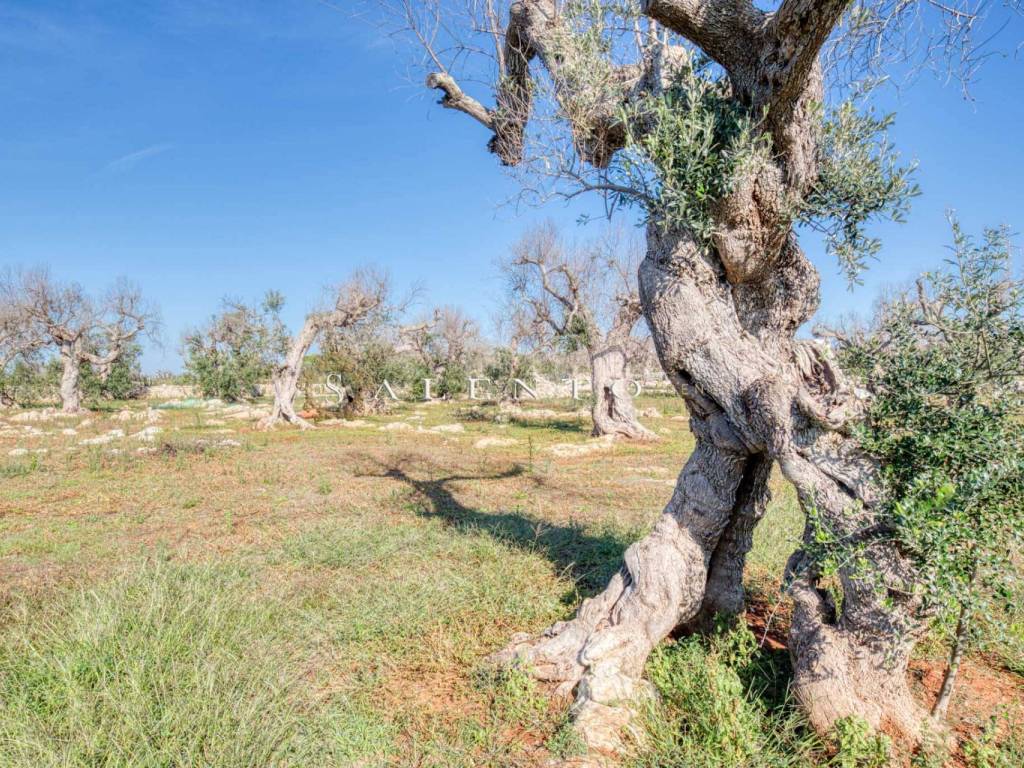 Terreno a Castrignano del capo in Strada Provinciale Presicce Morciano Gagliano del Capo - Foto 5