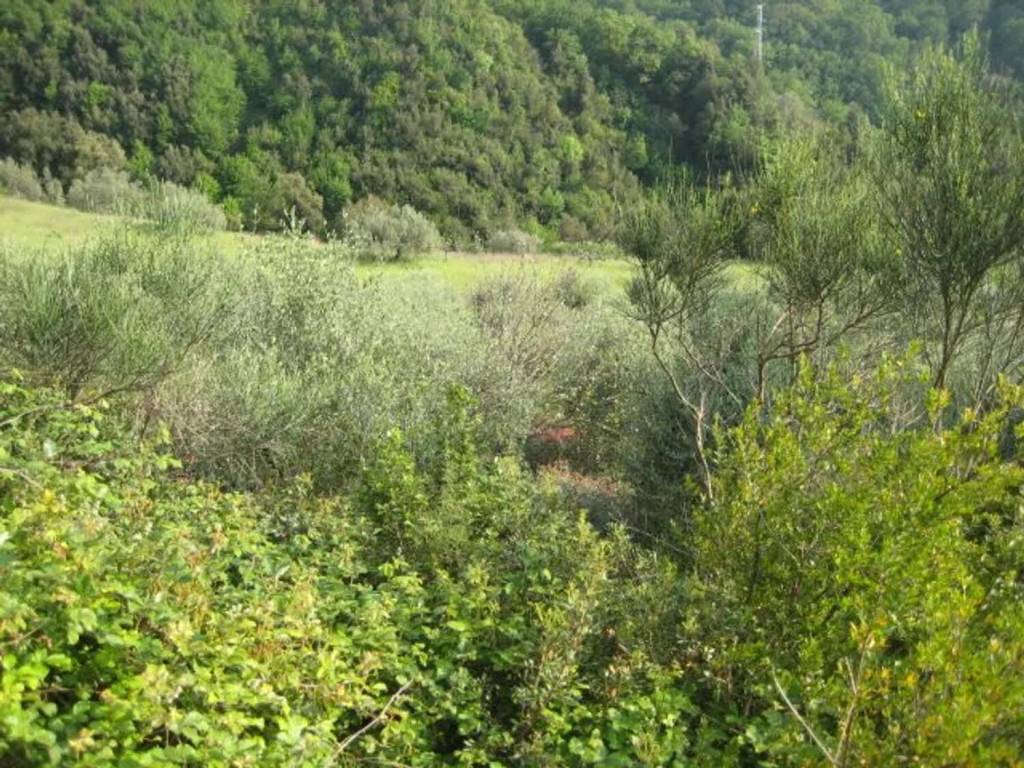 Terreno a Giungano in Via Santa Croce S.N.C. - Foto 4