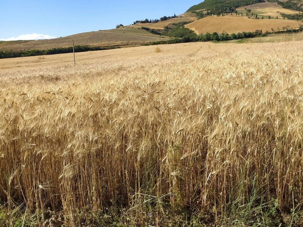 Terreno a San casciano dei bagni in località Podere il Gattinetto - Foto 5