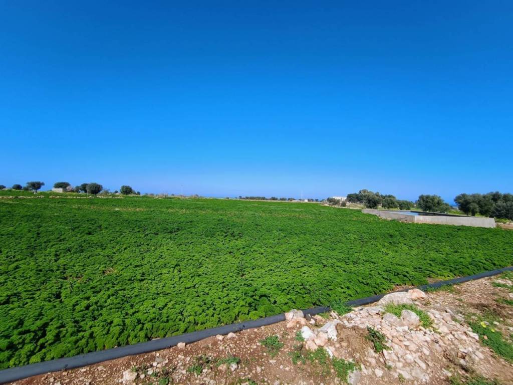 Terreno a Polignano a mare in Strada Comunale De Nigris - Foto 4