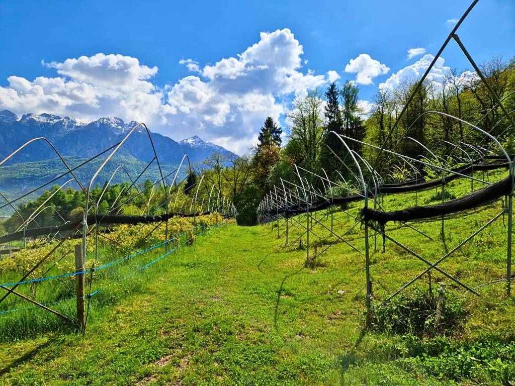 Terreno a Scurelle in Strada Provinciale Panoramica della Valsugana - Foto 2