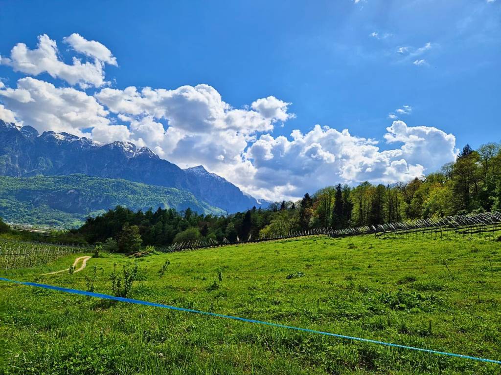 Terreno a Scurelle in Strada Provinciale Panoramica della Valsugana - Foto 4