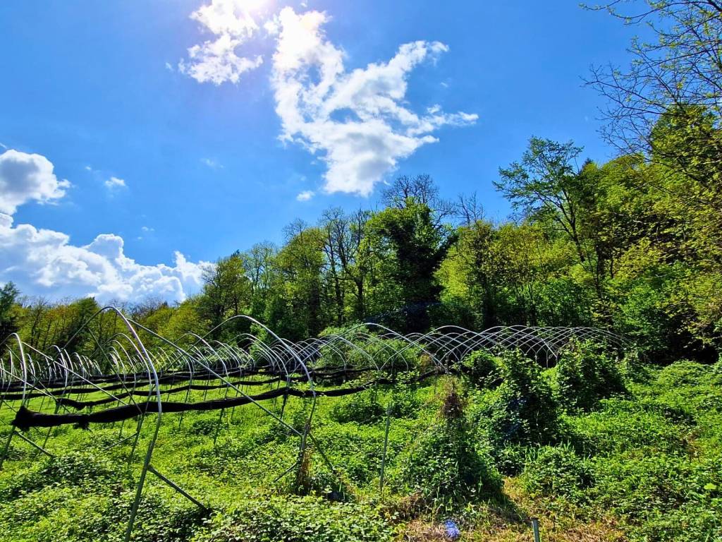 Terreno a Scurelle in Strada Provinciale Panoramica della Valsugana - Foto 5