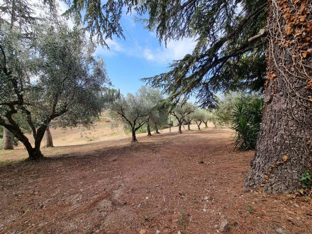 Terreno a Corridonia in Contrada Casciano - Foto 3