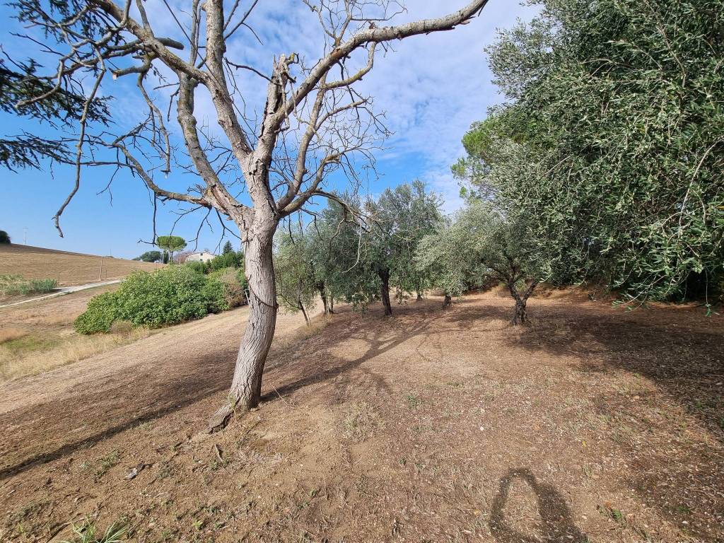Terreno a Corridonia in Contrada Casciano - Foto 4