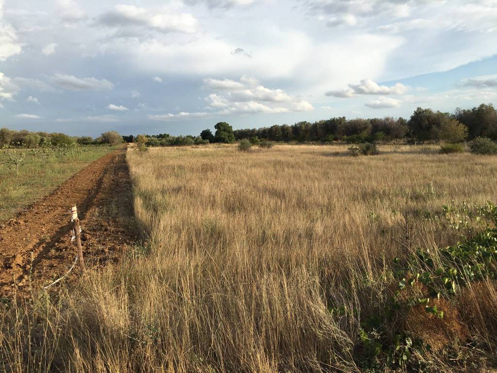 Terreno a Mesagne in Via Pizzorusso - Foto 2
