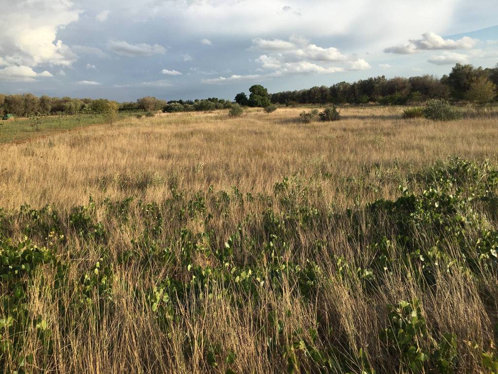 Terreno a Mesagne in Via Pizzorusso - Foto 3