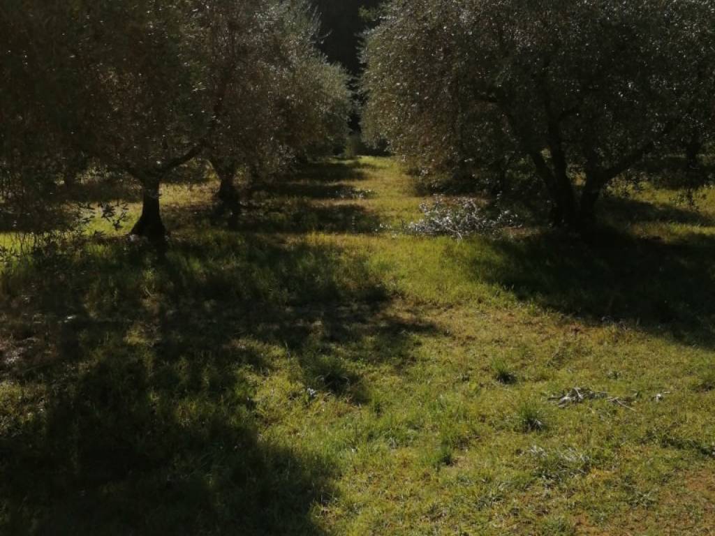 Terreno a Castiglione del lago in Località Badia - Foto 2