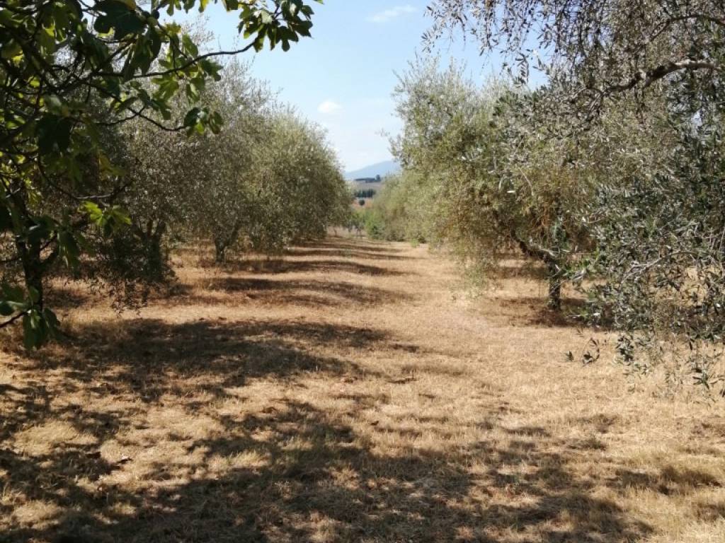 Terreno a Castiglione del lago in Località Badia - Foto 3