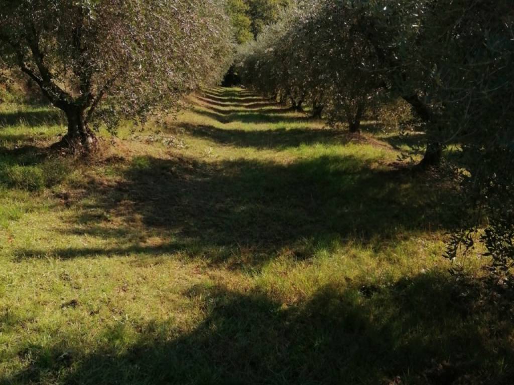 Terreno a Castiglione del lago in Località Badia - Foto 5
