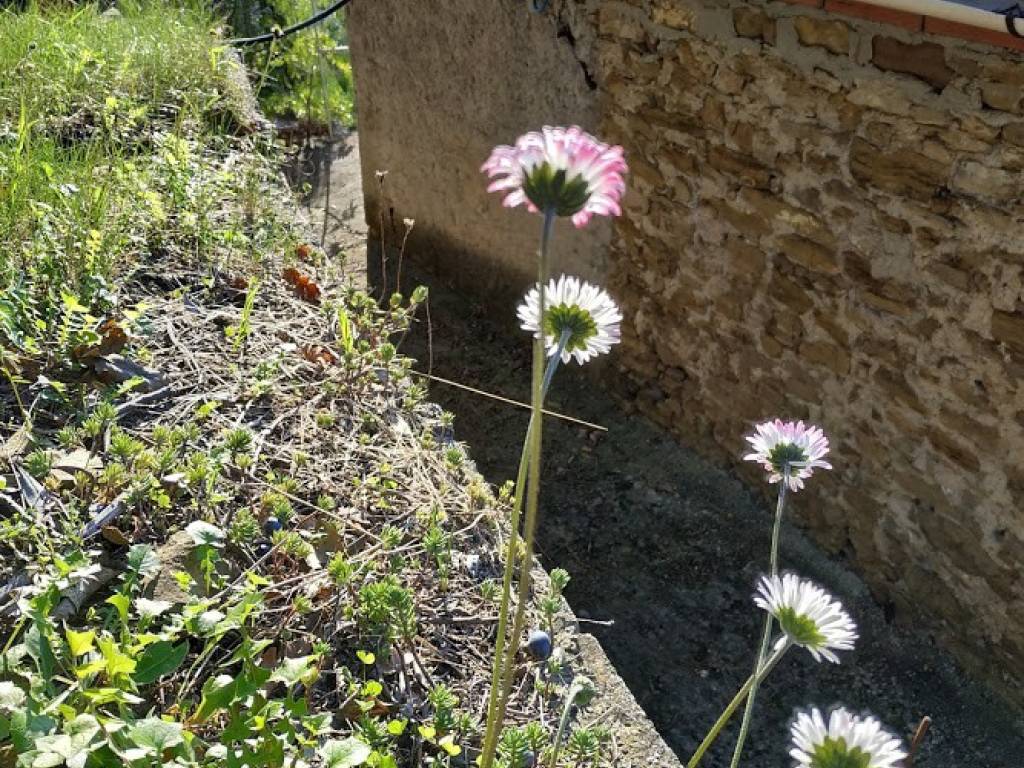 Terreno a San biagio della cima in Strada Fullavin - Foto 5