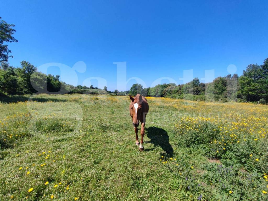 Rustico / casale a Sessa aurunca in Via Cupa Sessa - Foto 4