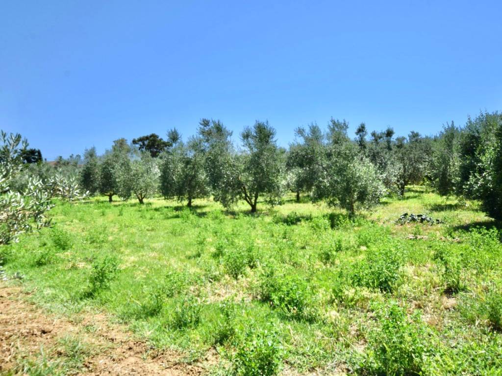 Rustico / casale a Campiglia marittima in Via della Repubblica - Foto 5