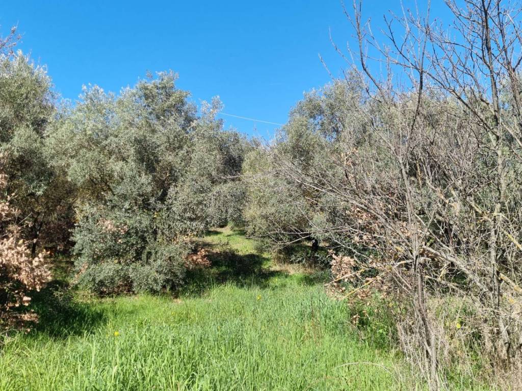 Rustico / casale a Ozieri in Localita' Casiddone - Foto 3