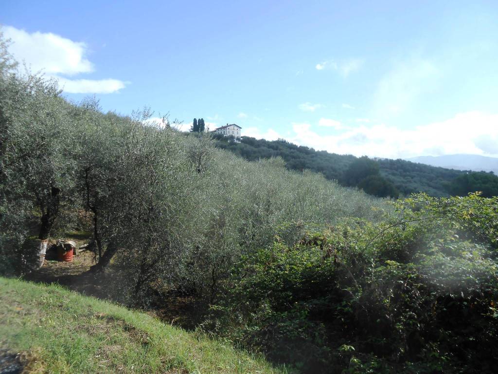 Terreno a Buggiano - Foto 2