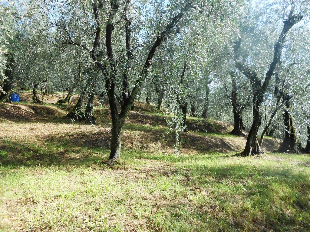 Terreno a Buggiano - Foto 3