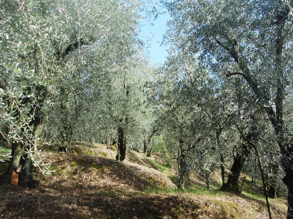 Terreno a Buggiano - Foto 4