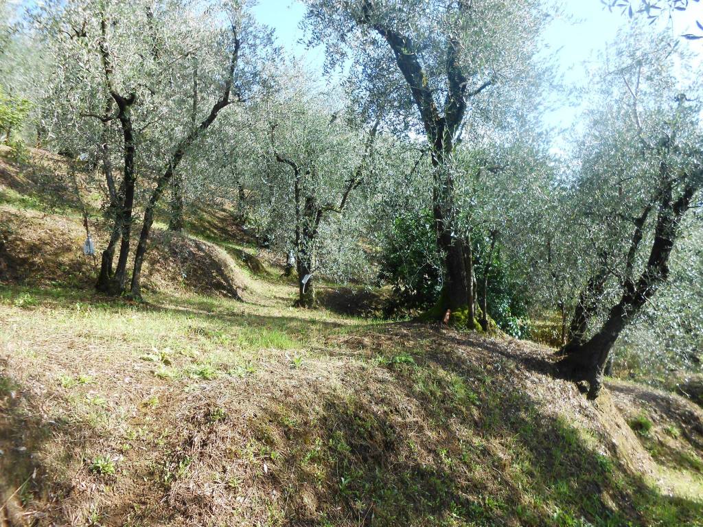 Terreno a Buggiano - Foto 5