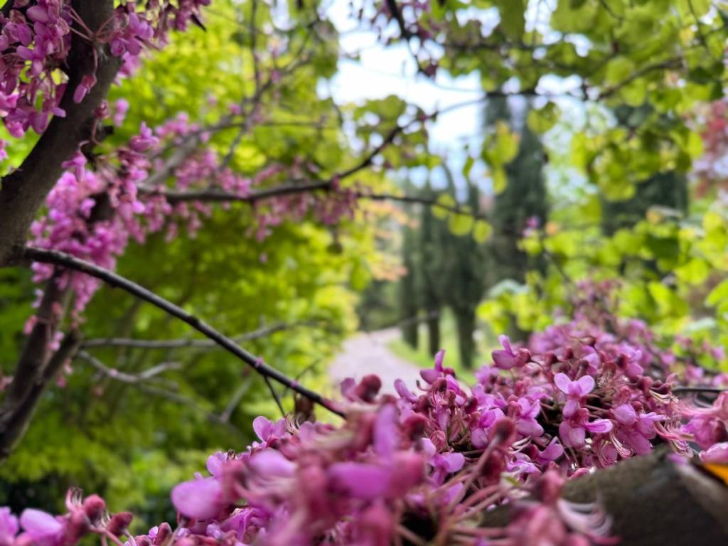 Villa a Negrar di valpolicella in Via Palazzina di Arbizzano, 7 - Foto 2