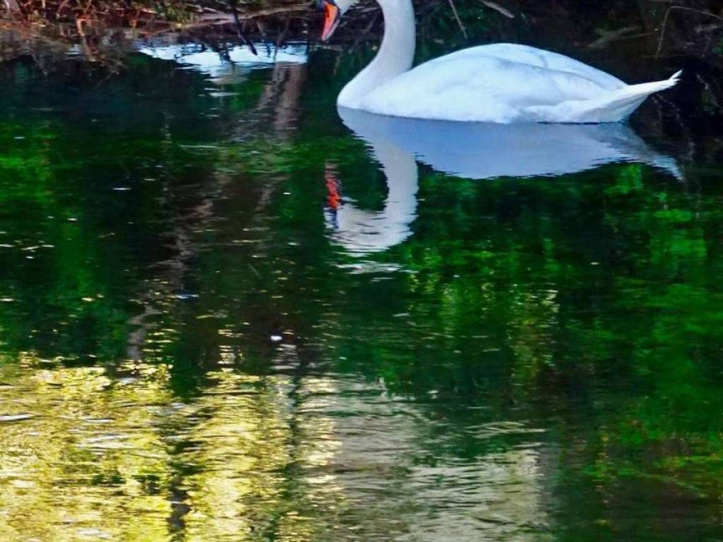 Attico / mansarda a Silea - Foto 4